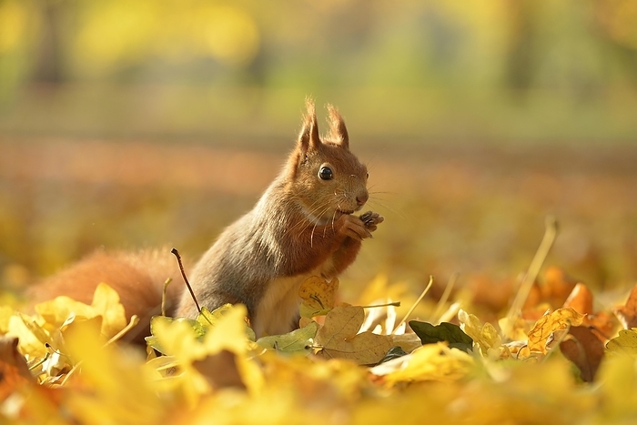 red squirrel  Sciurus vulgaris  Red Squirrel  Sciurus vulgaris  on autumn foliage, feeding, Saxony, Germany, Europe