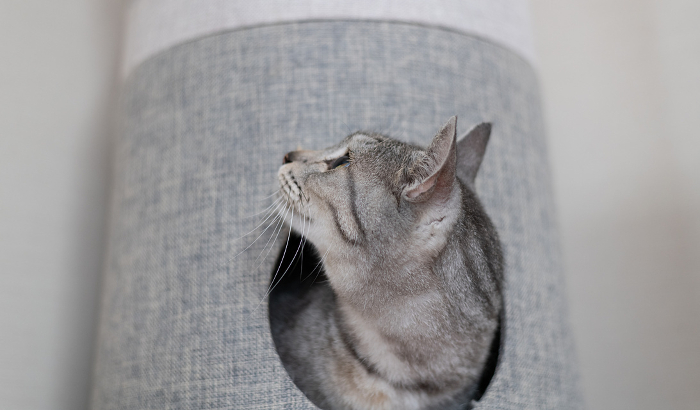 Cat peeking out from cat tower Sabatura cat