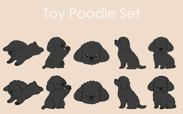 Clip art set of simple and cute black poodle with or without main line