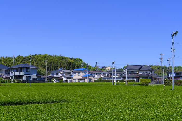 Spring Tea Field in Iwata City, Shizuoka Prefecture