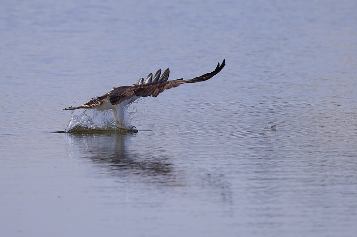 Osprey. Osprey attacking a turtle floating on the surface of the water.