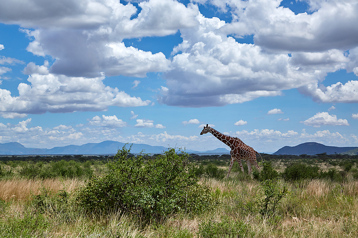 Giraffe  Amime giraffe  Reticulated giraffes at Samburu National Reserve, Kenya.
