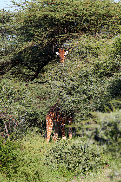 Giraffe  Amime giraffe  Reticulated giraffes at Samburu National Reserve, Kenya.