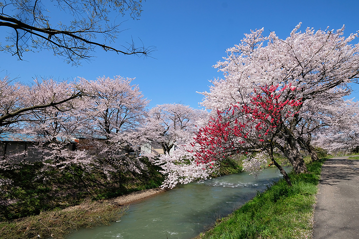 Row of cherry trees along Yoshinosegawa River Row of cherry trees along Yoshinosegawa River