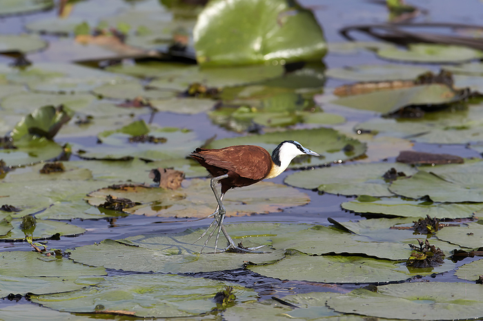 Lenkaku  Jacana  They inhabit lakes, ponds, and marshes, and use their long fingers and claws to disperse pressure like a snowshoe, enabling them to walk on the leaves of water lilies and hishis floating above the pond. Photo by Shogo Asao