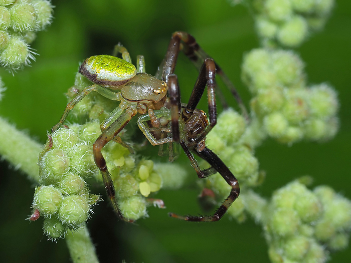 Male jumping spider, preying on male jumping spider Be on your guard, a spider s enemy is a spider