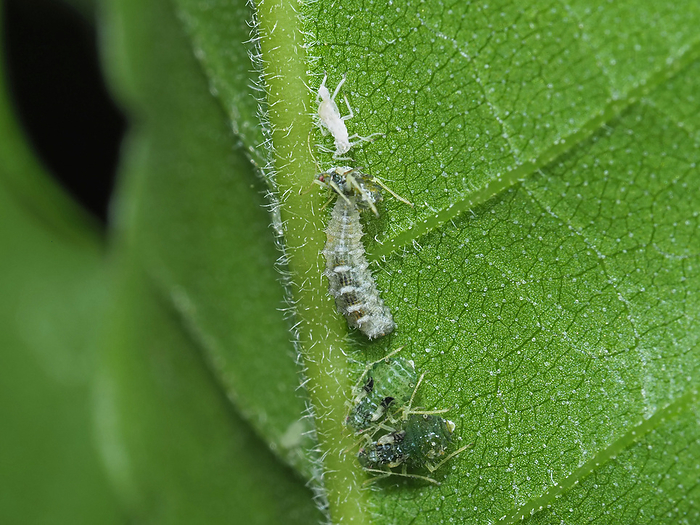 Flatworm larvae feeding on aphids