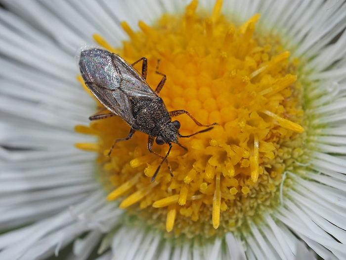 Leafcutter beetles, nectaring at Halcyon.