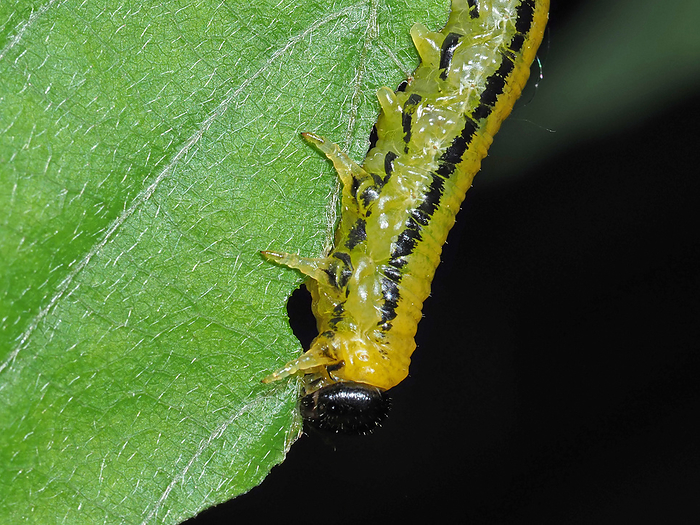 Quercus serrata larva gnawing on Quercus serrata