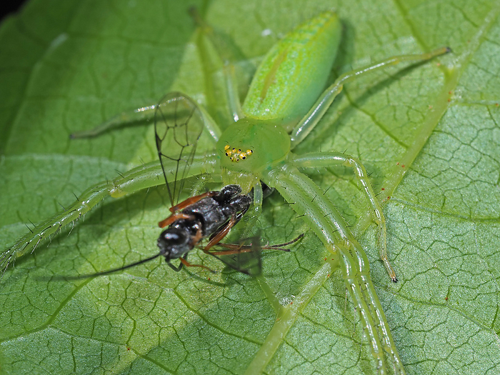 Wakabagumo, a Japanese spider, feeding on a brown-headed gecko