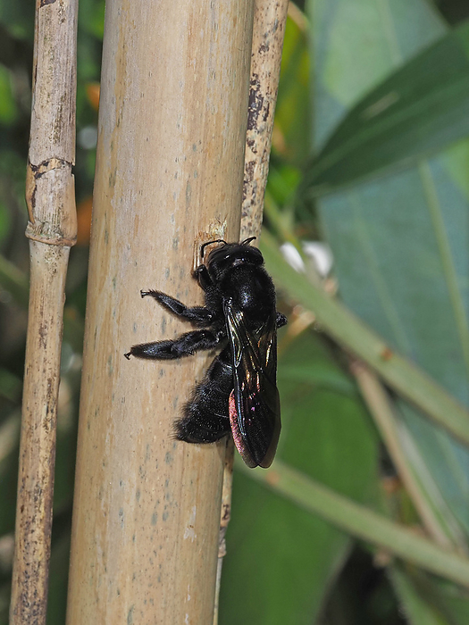 A female Formosan bamboo wasp, gnawing a hole in a piece of shinotake bamboo They make their nests by drilling holes in dead bamboo. Although they are similar to the native Kimunekuma bumblebees, they can be distinguished by their black backs. Also, the yellow headed bee does not nest in bamboos.