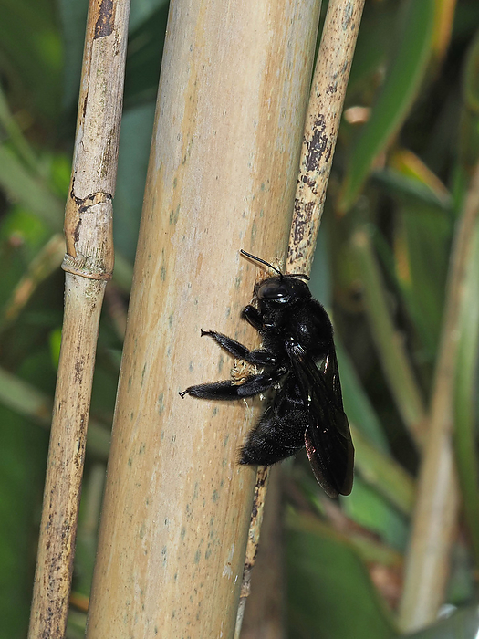 A female Formosan bamboo wasp, gnawing a hole in a piece of shinotake bamboo They make their nests by drilling holes in dead bamboo. Although they are similar to the native Kimunekuma bumblebees, they can be distinguished by their black backs. Also, the yellow headed bee does not nest in bamboos.