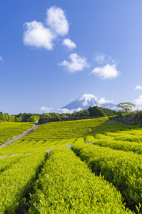Tea plantation in Imamiya, Shizuoka Prefecture