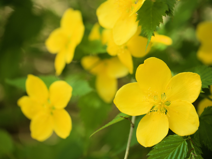 Yellow yamabuki flowers blooming in April