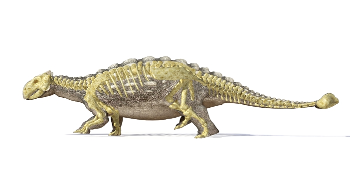 An Ankylosaurus dinosaur with full skeleton superimposed.