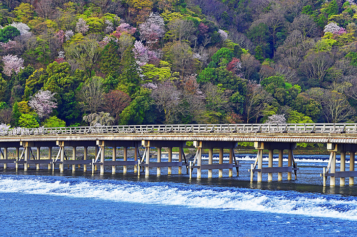 Togetsu Bridge in Spring, Kyoto City, Kyoto Prefecture Watarigatsu Bridge in Cherry Blossom Blossom: Spectacular Spring Scenery