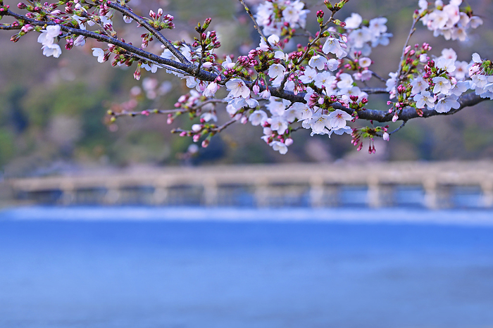 Wataratsukibashi Bridge, Kyoto City, Kyoto Prefecture, in bloom with cherry blossoms Watarizukibashi Bridge, where cherry blossoms are in full bloom