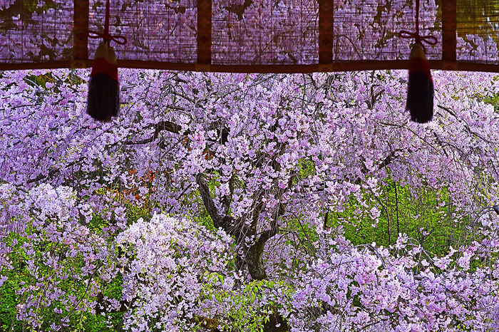 Cherry blossoms in bloom at Hirano Shrine Kyoto City, Kyoto Prefecture Hirano Shrine in spring, the site of Heian kyo s Ouchiria, associated with the Tale of Genji