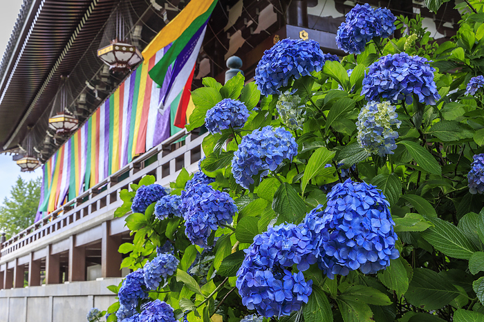 Chishakuin Temple with blooming hydrangeas Photographing the five color curtains and hydrangeas in the Golden Hall of Chishakuin Temple