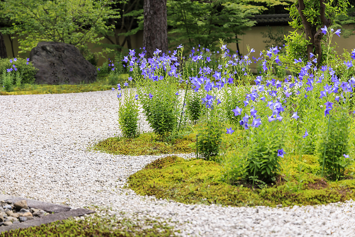 Rozan ji Temple Kikyo Genji Garden Photographing Rozan Temple when the kyokyo flowers are at their best.