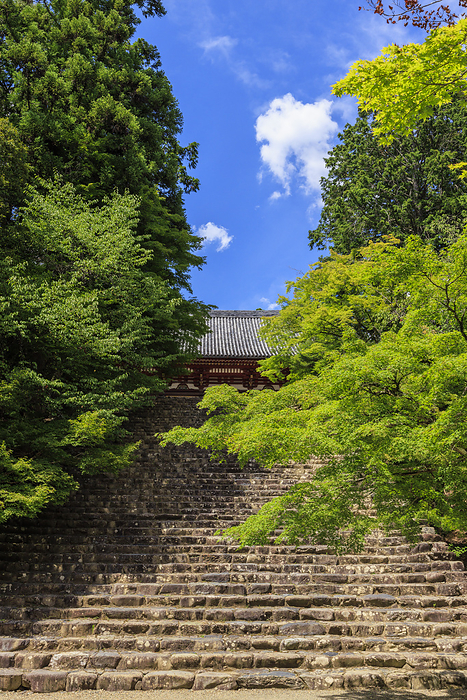 Jingo ji Temple, Kondo hall with green maple leaves Visited Jingoji Temple in summer