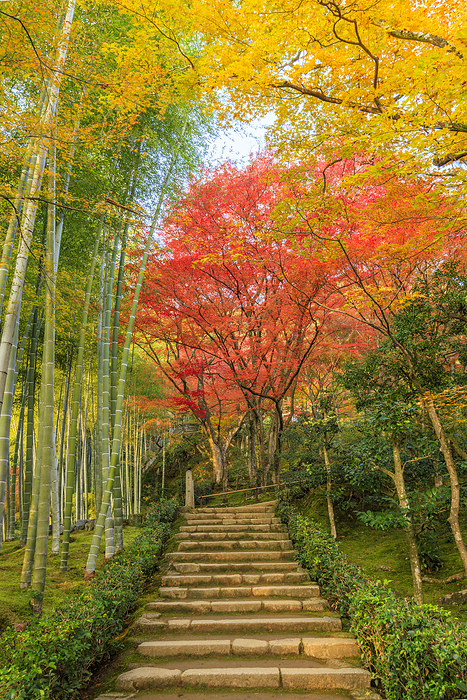 Autumn leaves at Jojakkoji Temple