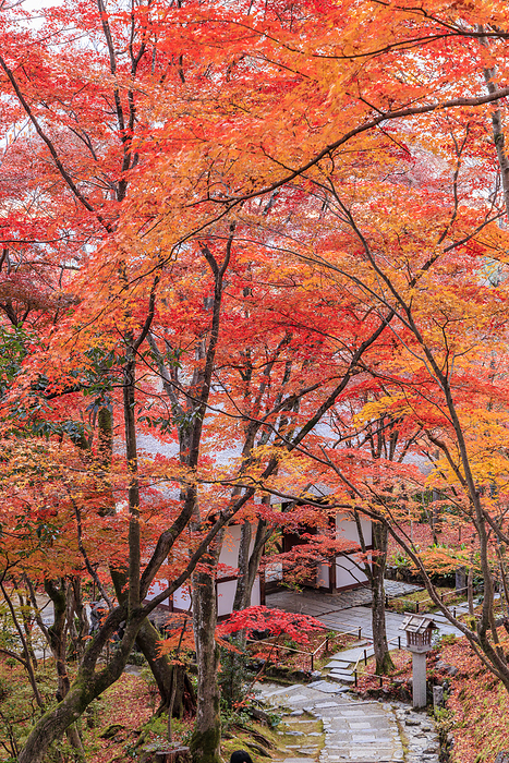 Autumn leaves at Jojakkoji Temple