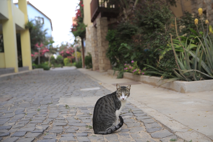 Cat in Cabo Verde