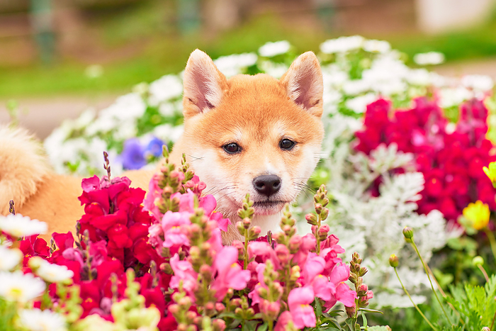 Baby Mame-Shiba surrounded by flowers