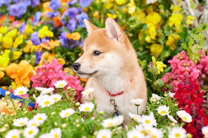 Baby Mame-Shiba surrounded by flowers