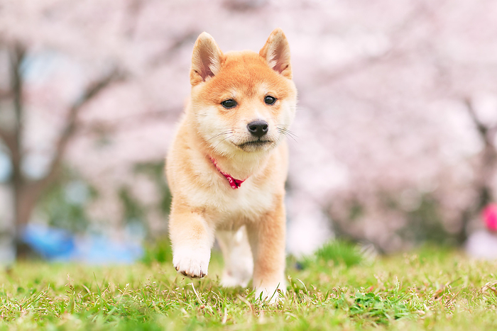 Cherry blossoms and baby bean shiba