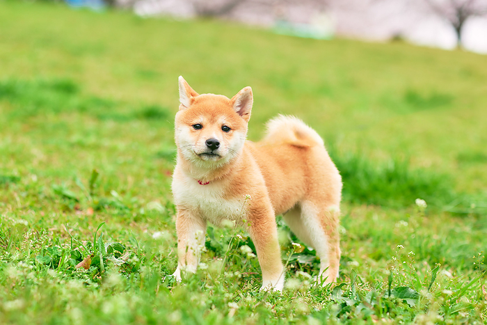 Baby bean shiba playing on the lawn