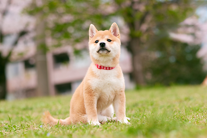 Baby bean shiba playing on the lawn