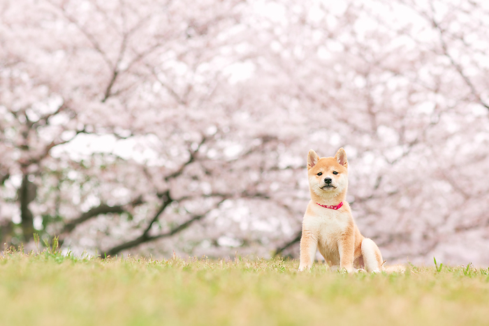 Cherry blossoms and baby bean shiba