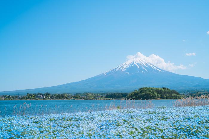 Nemophila, Mt. Fuji and Lake Kawaguchi