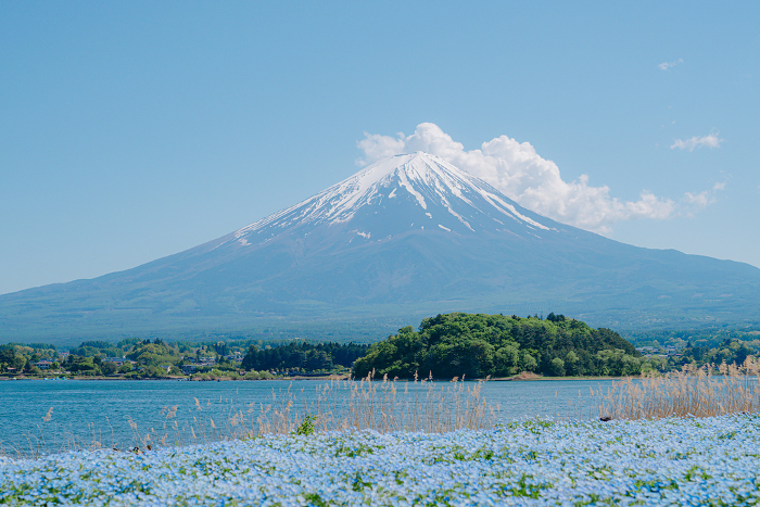 Nemophila, Mt. Fuji and Lake Kawaguchi