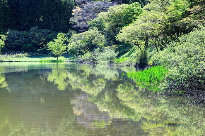 Hakone Otamagaike Pond in fresh green