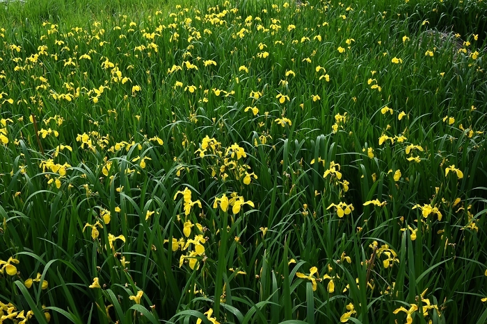 Kishobu (yellow iris), yellow iris, German iris, water flag