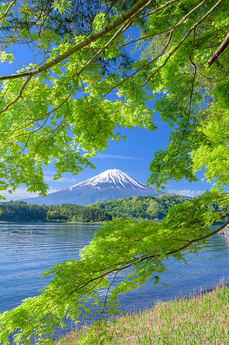Fresh Greenery of Kawaguchiko and Mt. Fuji Yamanashi Pref.
