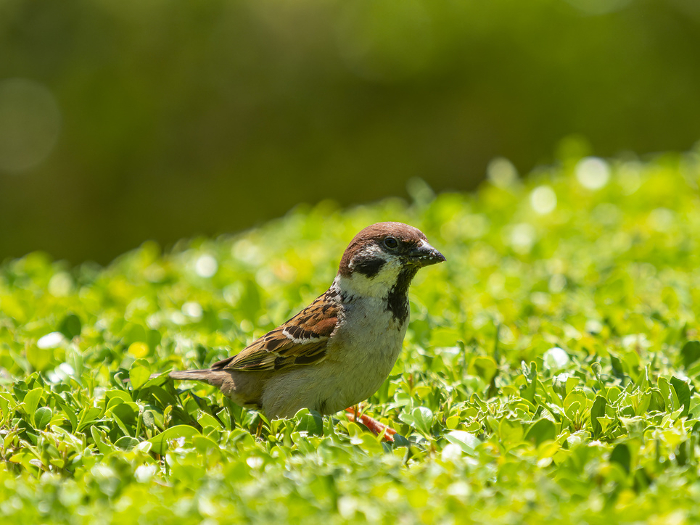 Sparrows feeding on a hedge