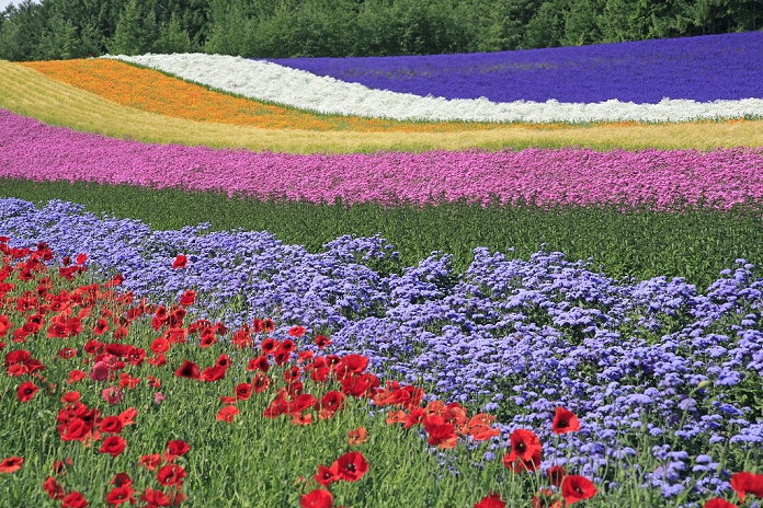 Hokkaido Farm Tomita's Field of Color