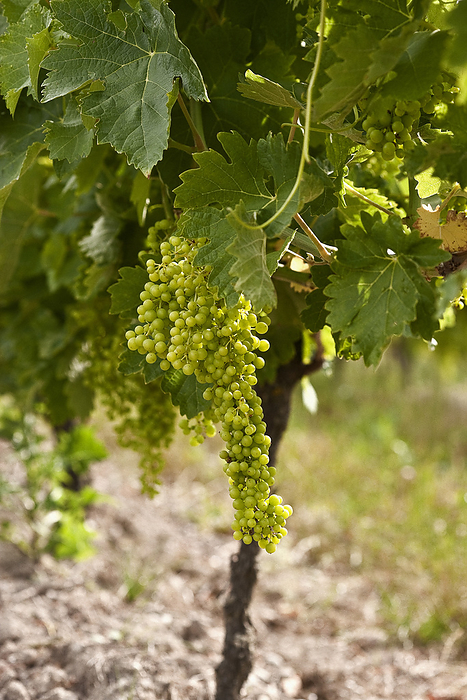 White grapes at vineyard