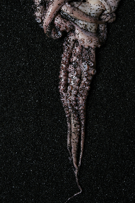 Raw octopus on black background