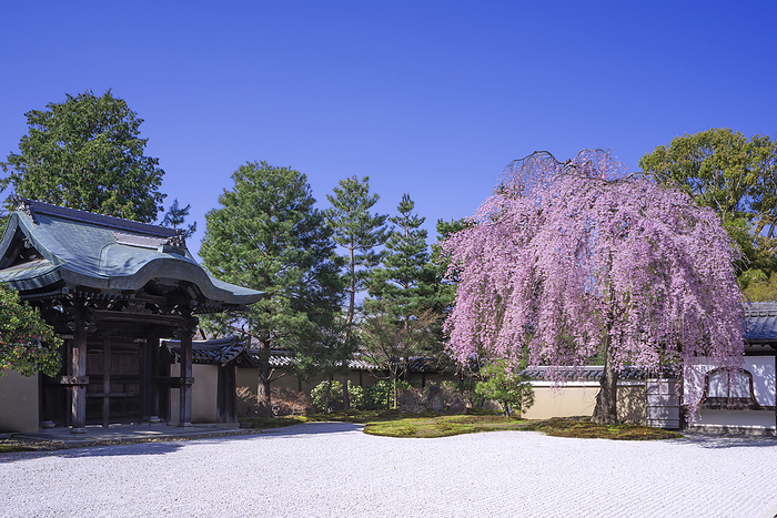 Cherry blossoms at Kodaiji Temple Kyoto City