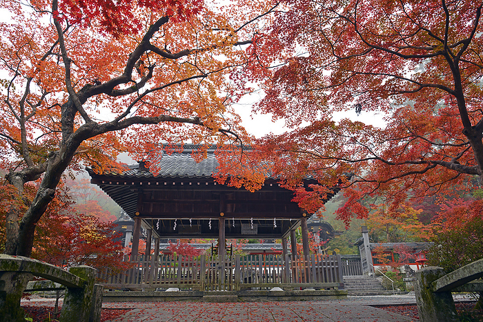 Autumn leaves at Hoeyama Shrine Kameoka-shi, Kyoto