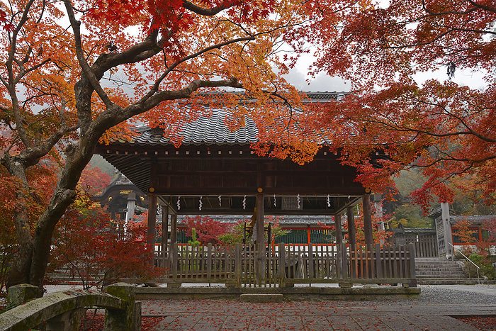 Autumn leaves at Hoeyama Shrine Kameoka-shi, Kyoto