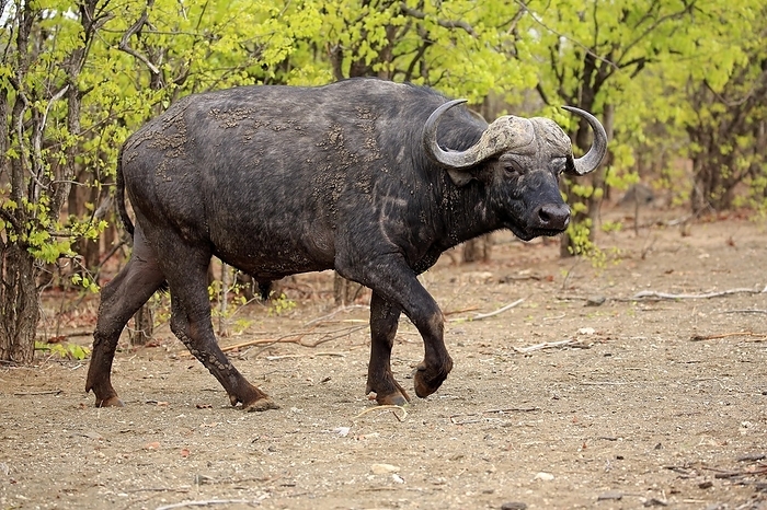 Cape buffalo African buffalo  Syncerus caffer , adult, Kruger National Park, South Africa, Africa