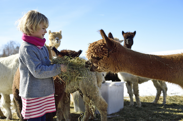 Girl feeding alpacas with hay on a field in winter Girl feeding alpacas with hay on a field in winter