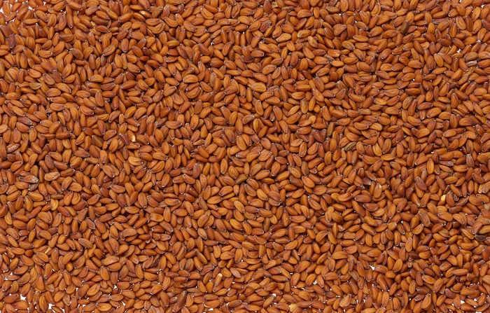 Scattered brown watercress seeds on isolated background Scattered brown watercress seeds on isolated background, top view