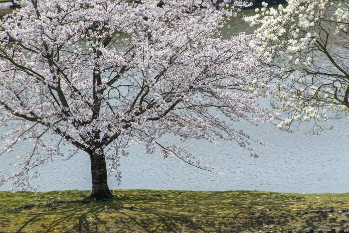 Cherry blossoms and cherries blooming by the pond